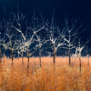 black walnut trees in an orchard with brown grasses