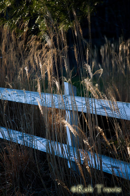 Golden Grasses and Fence