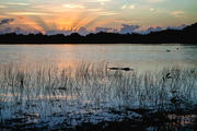 Sunrise, Everglades
