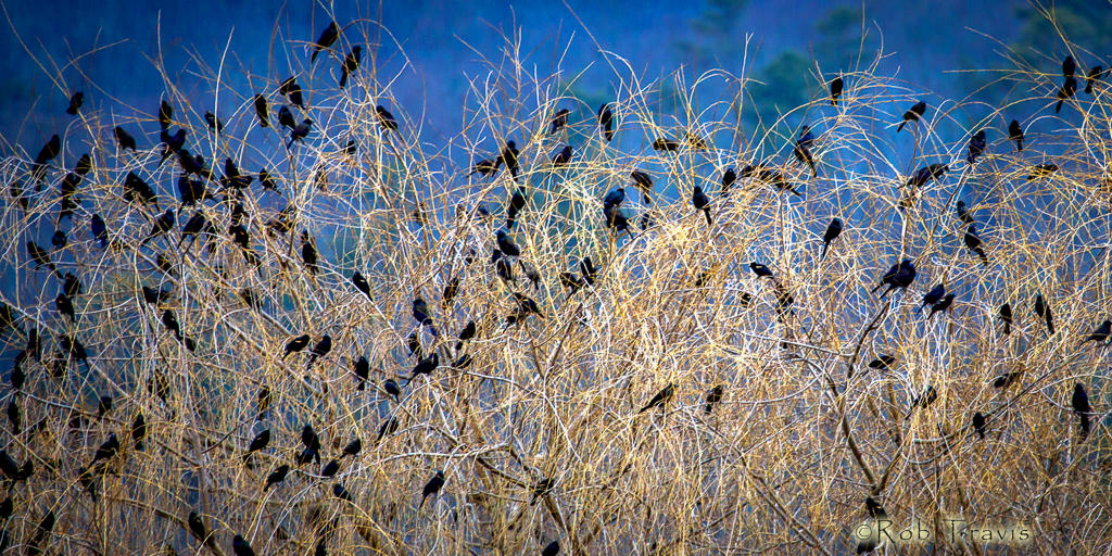 Four and Twenty Blackbirds....
