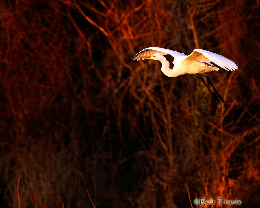 Floating...Egret