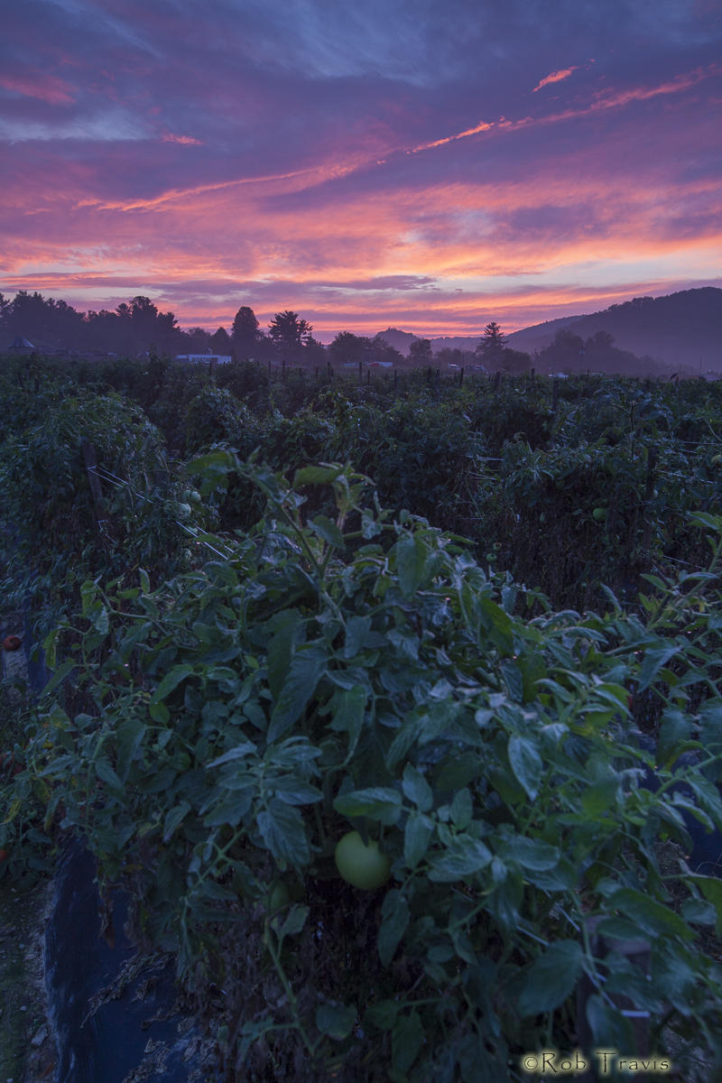Tomato farm sunrise