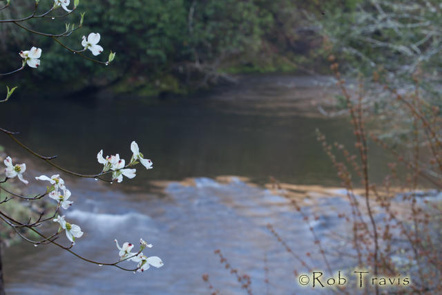 Dogwood and River