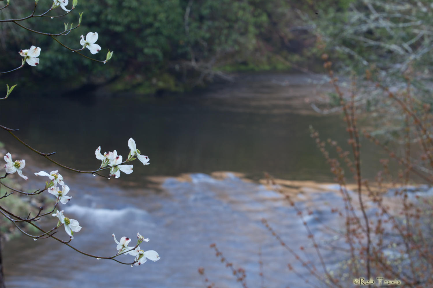 Dogwood and River