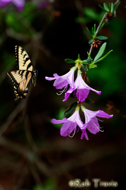 Azalea and Swallowtail Vertical