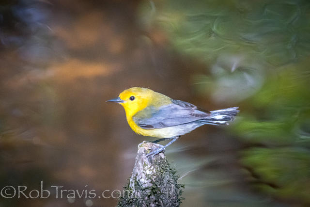 prothonotary warbler 4