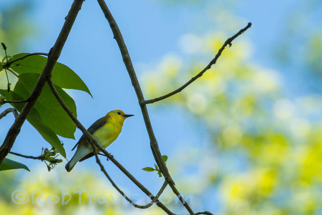 Prothonotary Warbler l