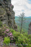 Linville Gorge - Tree as Subject