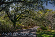 Magnolia Gardens - Shaded Walk