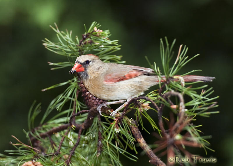 Female Cardinal on Pine Bough