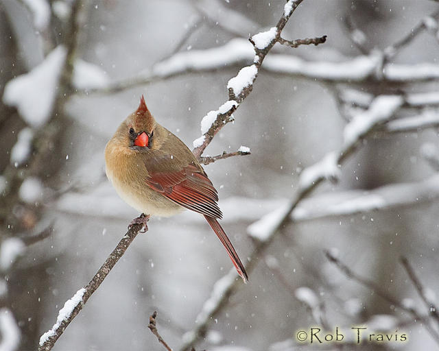 Female Cardinal on Snowy Branch 4