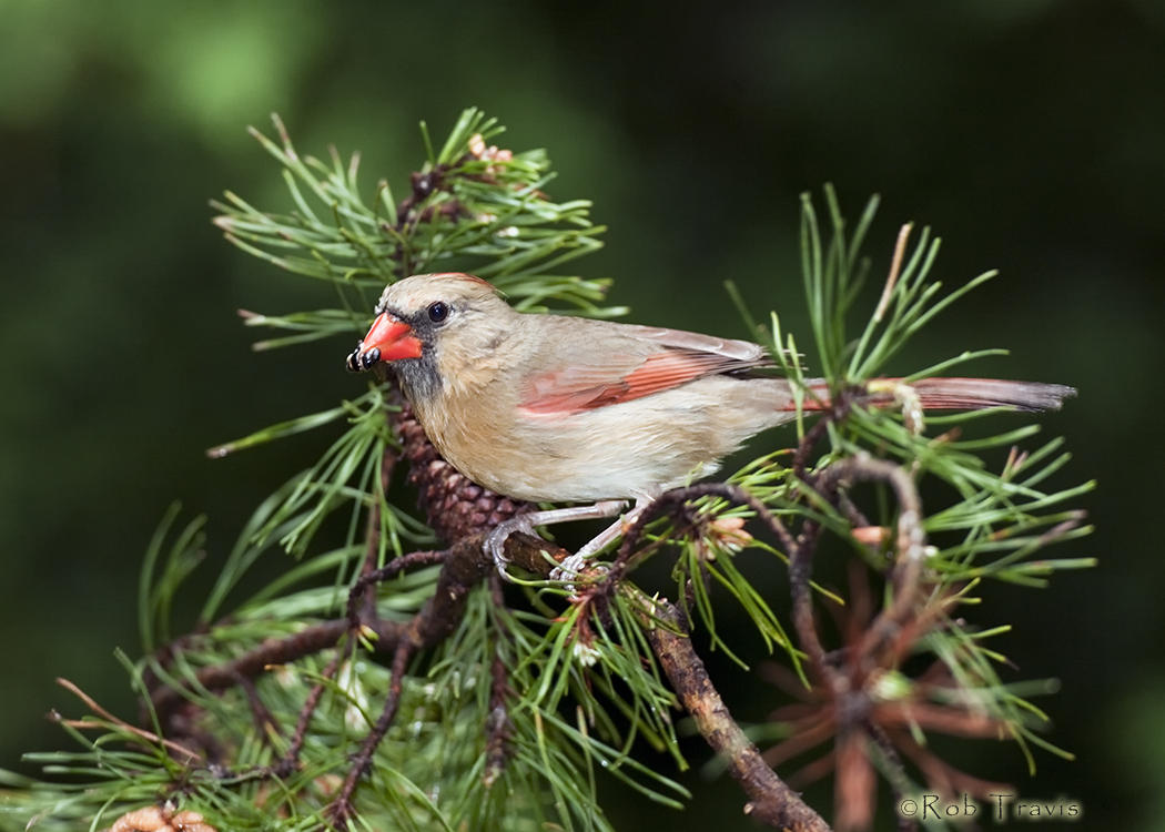 Female Cardinal on Pine Bough
