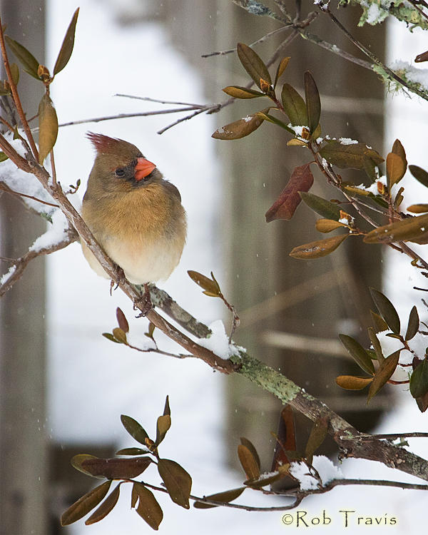 Female Cardinal on Snowy Branch 3