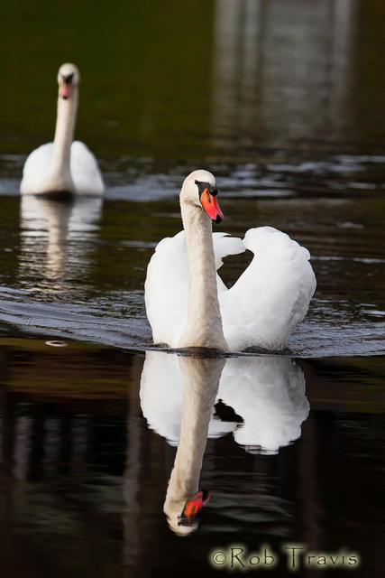 Swan Pair 1