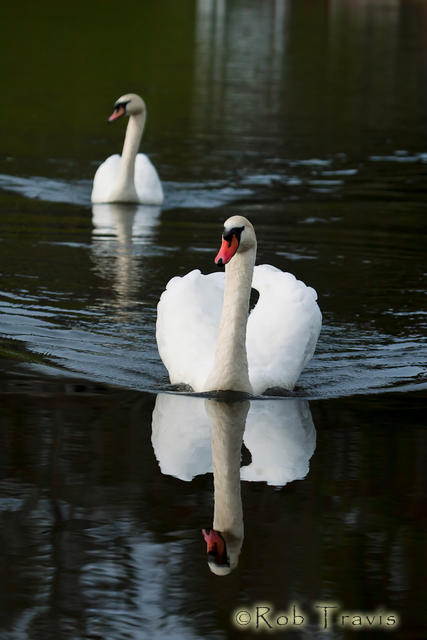 Swan Pair 2