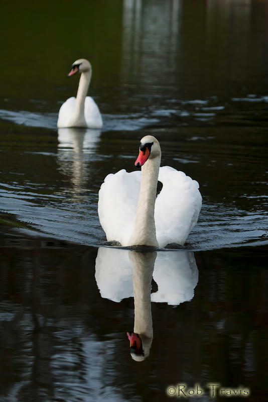 Swan Pair 2