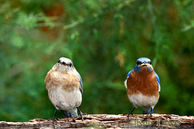 Mr and Mrs...(Bluebirds)