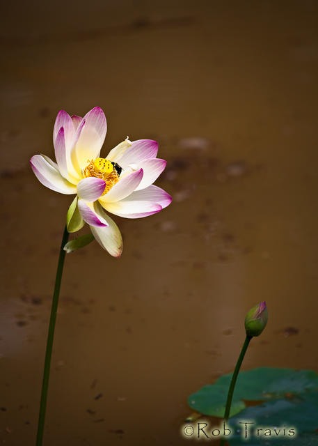 Water Lotus (and Bee...!)