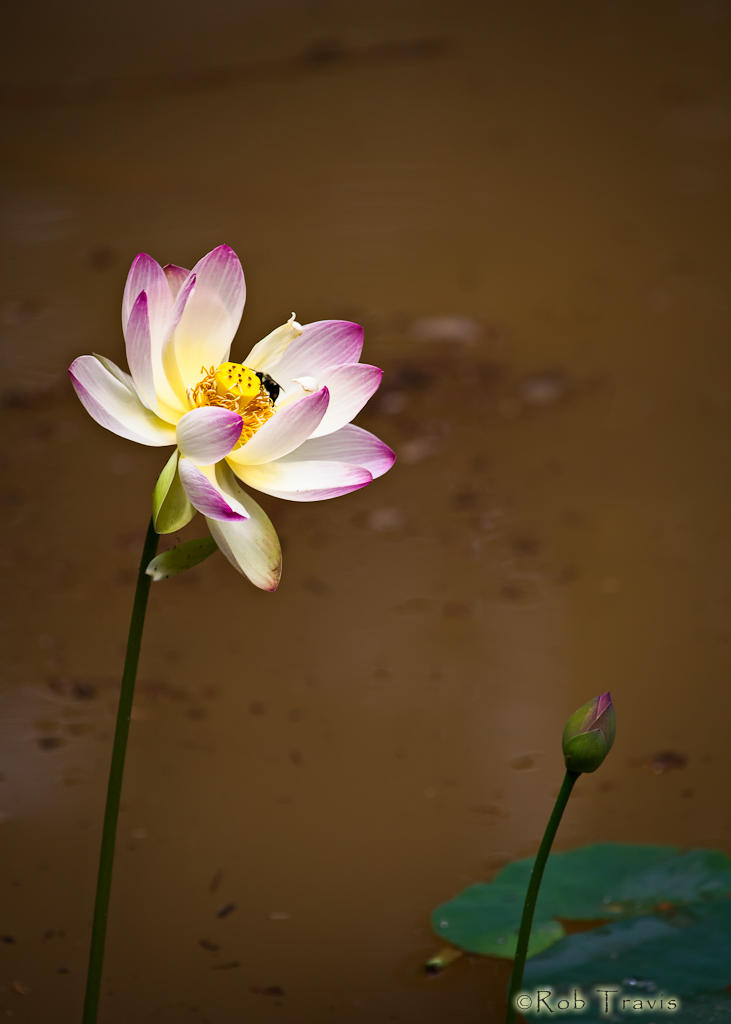 Water Lotus (and Bee...!)