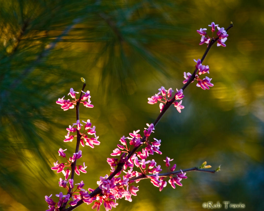 Redbud (blooming tree)