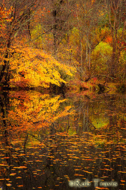 Autumn Pond Vertical