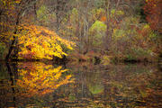Autumn Pond Horizontal