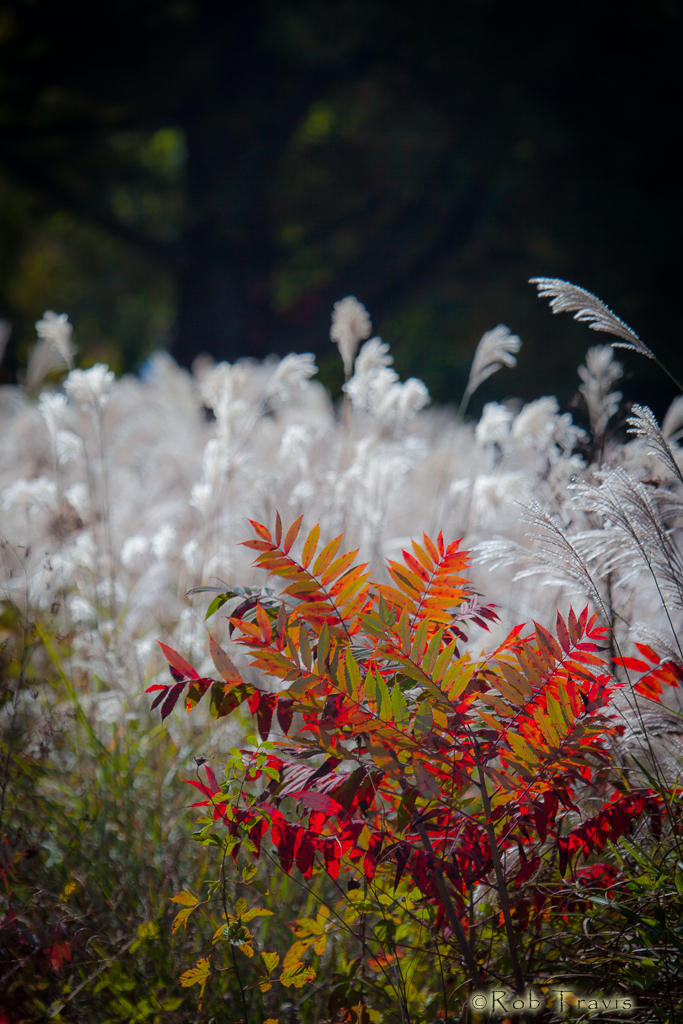 Sumac and White-Tufted Grasses