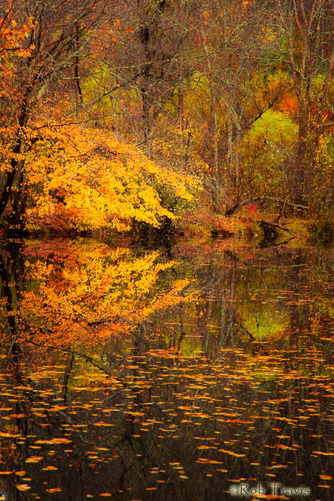 Autumn Pond Vertical