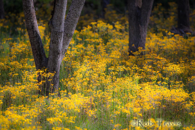 Dancing Trees in Yellow Flowers