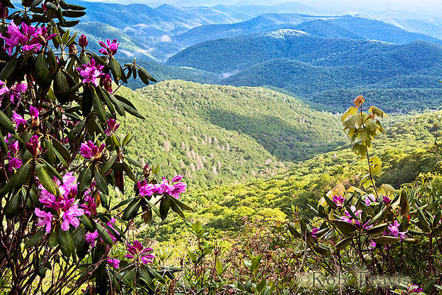 Rhododendrons and Wispily-clouded Mountains