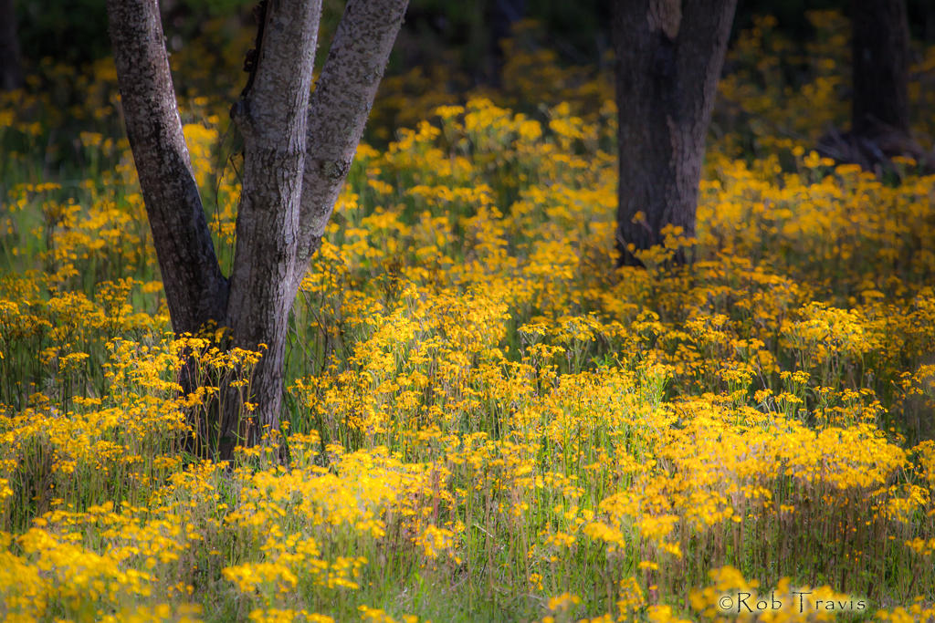 Dancing Trees in Yellow Flowers
