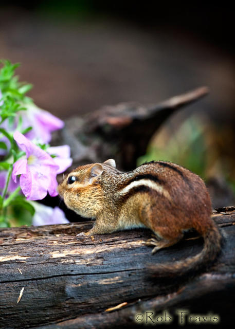 Taking Time to Smell the Flowers