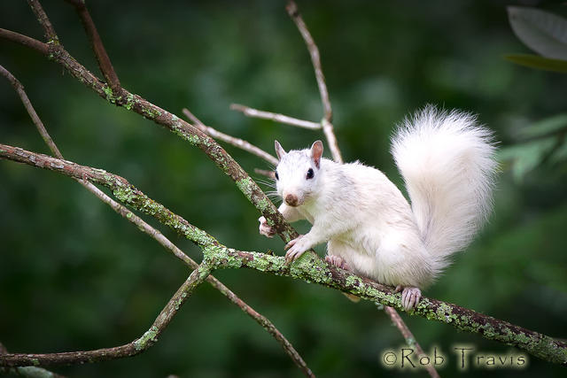 White Squirrel on Branch