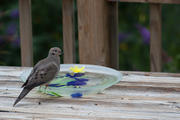 Mourning Dove on water bowl
