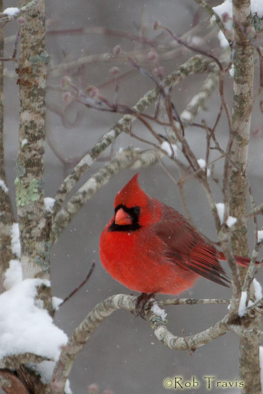 Male cardinal in snow