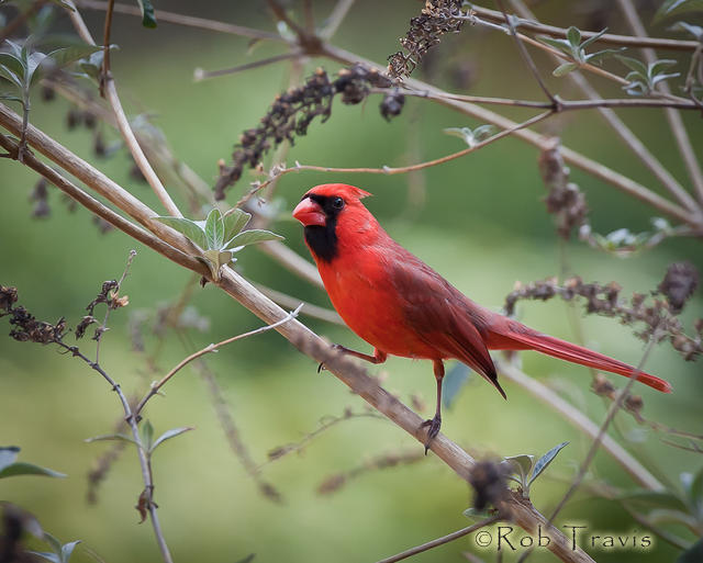 Male Cardinal on Branch