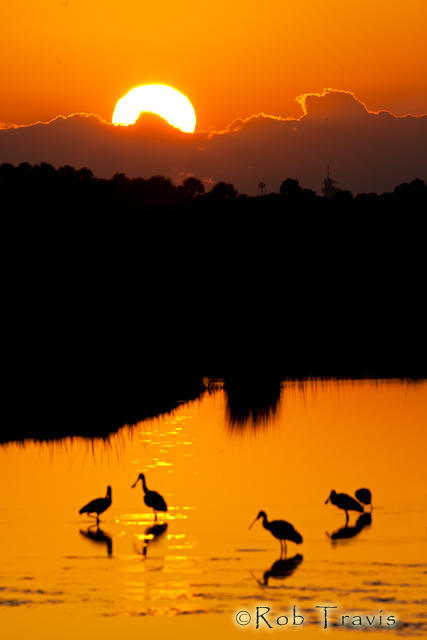 Bird Silhouettes at Sunrise