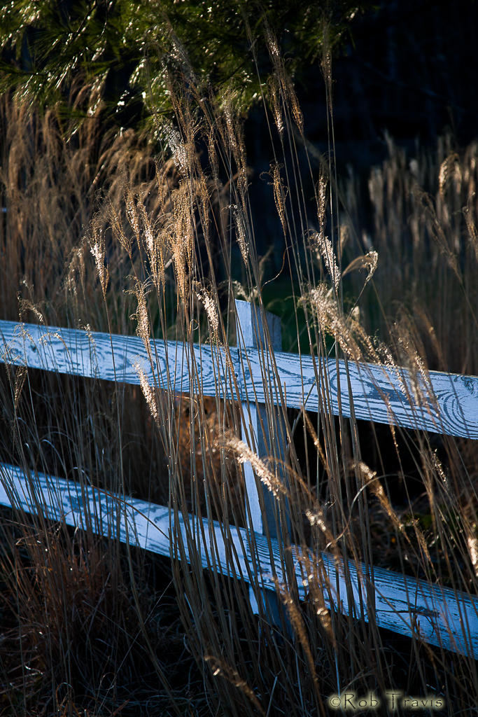 Golden Grasses and Fence