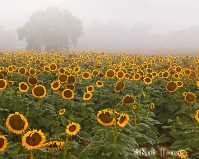 Sunflower Morning ll