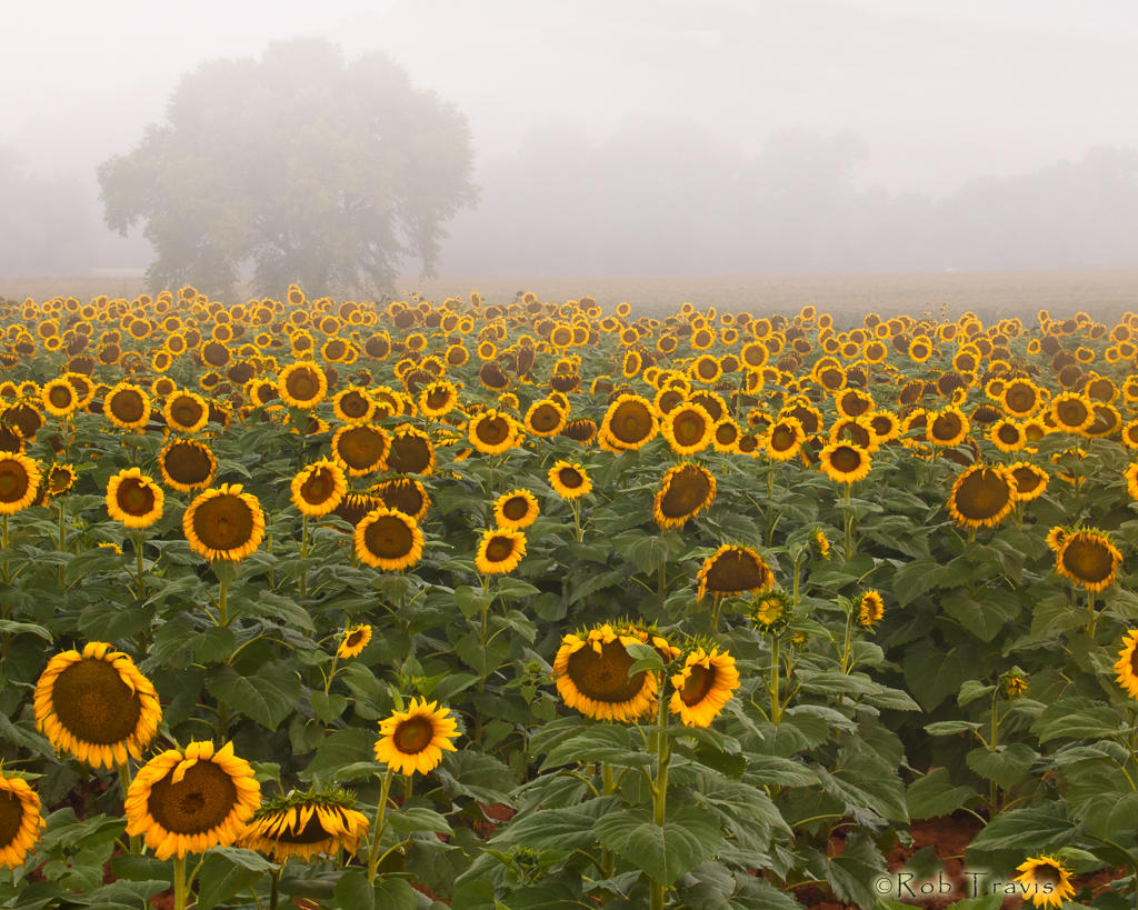 Sunflower Morning ll