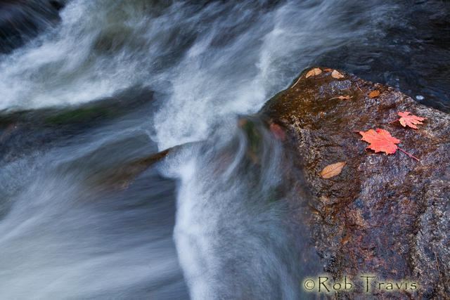 Rushing Waters and Autumn Leaves
