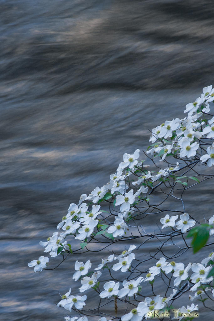 Blooming Dogwood over Moving Water