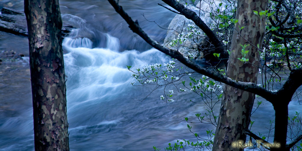 Blooming trees over Moving River, Davidson River, Pisgah National Forest