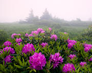 Foggy Rhododendron 