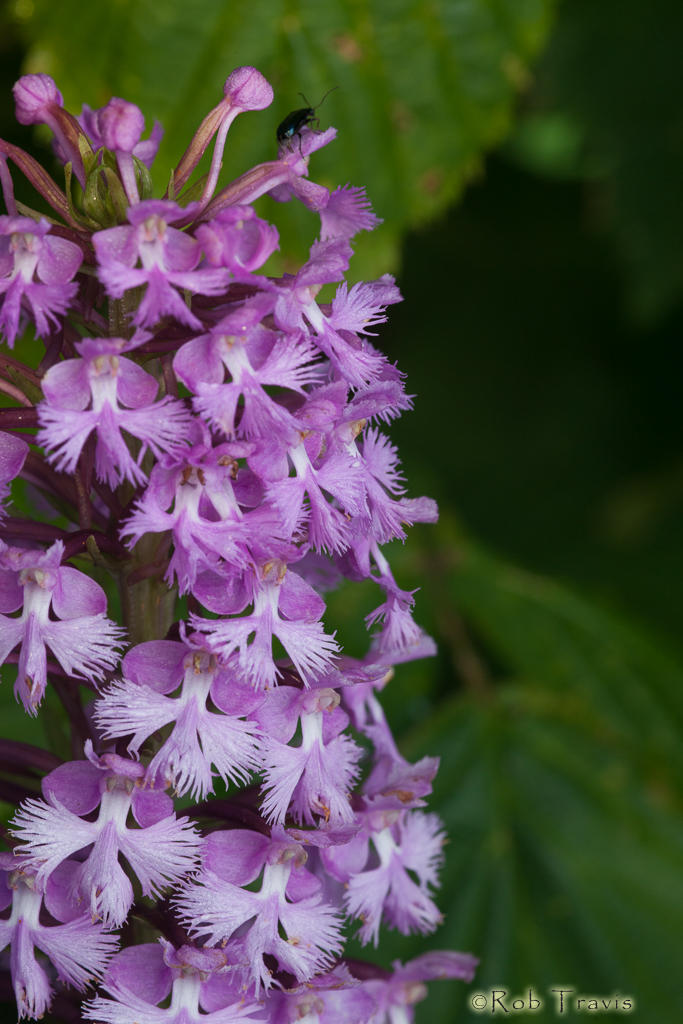 Purple Fringed Orchid