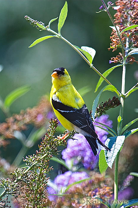 Male Goldfinch on Budleah Branch