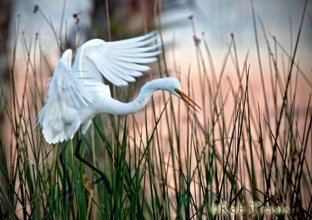 Great Egret, Coming in to Roost. 