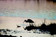 Tri-colored Heron Silhouetted against colored water