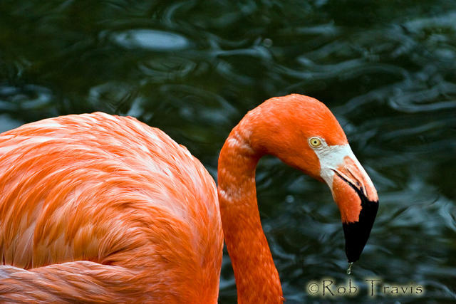 Flamingo. I really just loved this background. 
