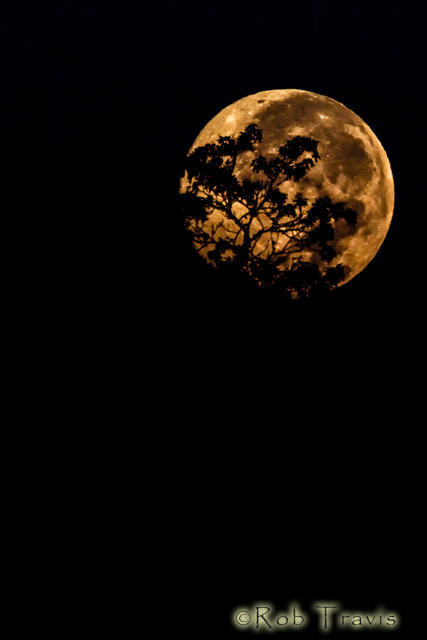 Full Moon behind Tree